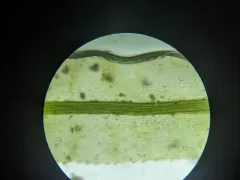 Strongly Crispate Smoothcap thumbnail 1