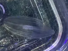 Hormiphora cucumis thumbnail 3