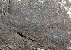 Rhizocarpon subgeminatum thumbnail 1