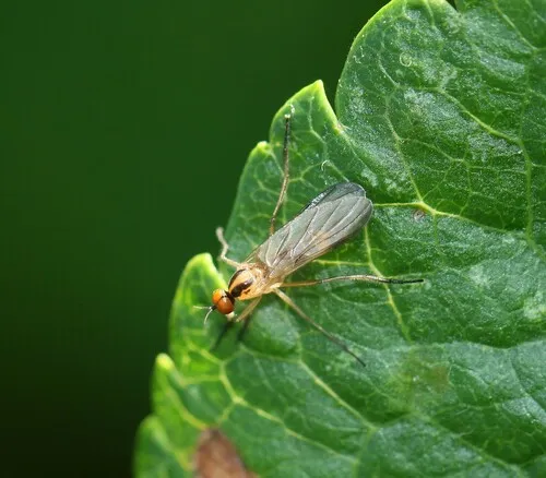 Rhamphomyia vittata