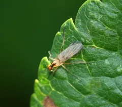 Rhamphomyia vittata thumbnail 1