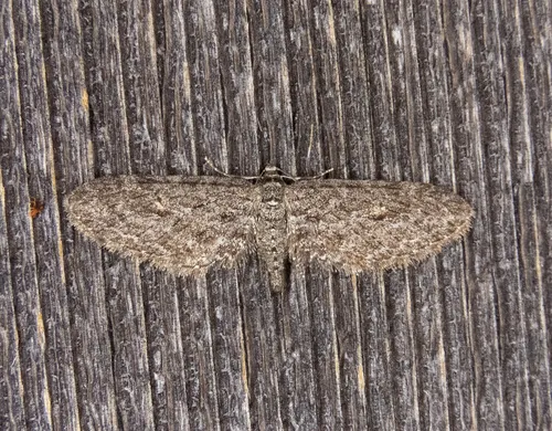 Eupithecia scabrogata