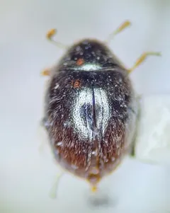 Simplocaria semistriata thumbnail 2