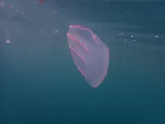 Flattened Helmet/Beroe Comb Jelly thumbnail 4