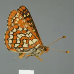 Anicia Checkerspot thumbnail 4