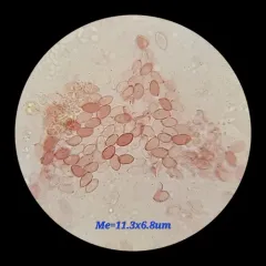 Tricholoma inamoenum thumbnail 4