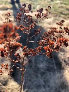 Grass-leaved Rush thumbnail 3
