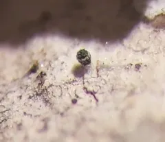 Microcalicium loraasii thumbnail 2