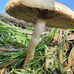 Spring Fieldcap thumbnail 3