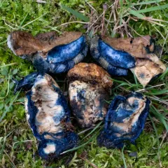 Cornflower Bolete thumbnail 4