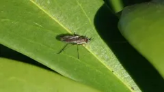 Syntormon flexibilis thumbnail 3