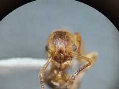 Scabrous Ant thumbnail 2