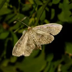 Guenée's Pearl thumbnail 4