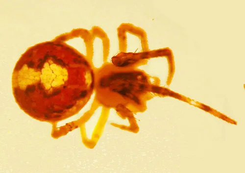 Theridion lawrencei