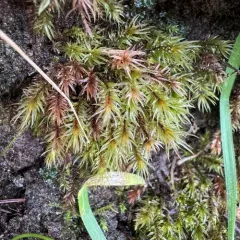 Longbract pohlia moss thumbnail 4