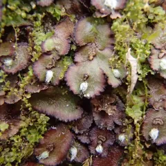 Hemisphaeric Liverwort thumbnail 3