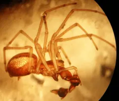Pachygnatha dorothea thumbnail 1