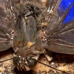 Ghost Ant thumbnail 3