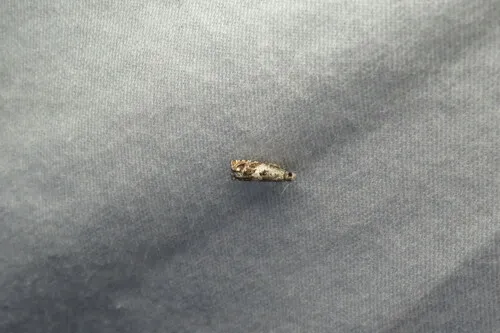 Epinotia nigralbanoidana