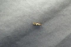Epinotia nigralbanoidana thumbnail 1