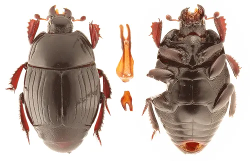 Margarinotus immunis