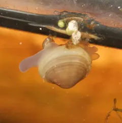 pond fingernailclam thumbnail 2