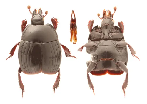 LeConte's Clown Beetle