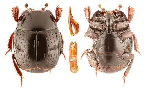 Margarinotus confusus