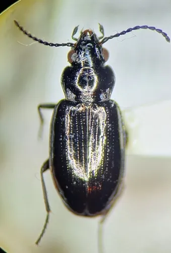 Bembidion quadrulum