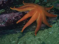 Orange Sun Star thumbnail 2