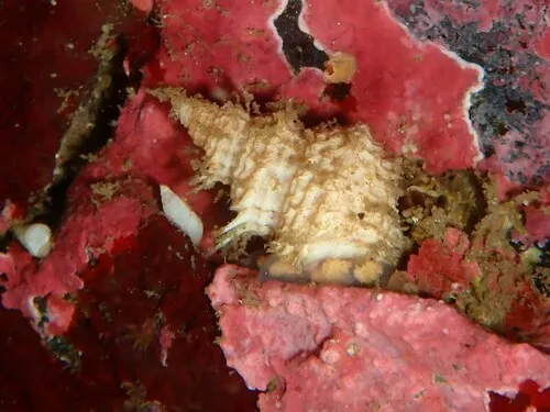 Turritropis cryptis