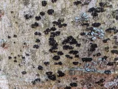 Ascodichaena rugosa thumbnail 4
