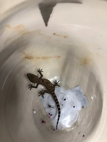 Mediterranean House Gecko