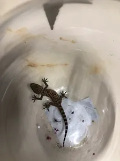 Mediterranean House Gecko thumbnail 1