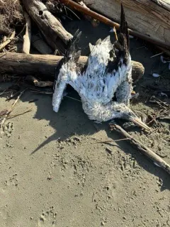 Nazca Booby thumbnail 3