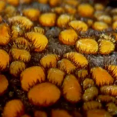 Yellow Eyelash Cup thumbnail 2