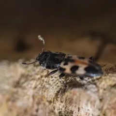 Glischrochilus confluentus thumbnail 4