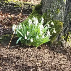 greater snowdrop thumbnail 4