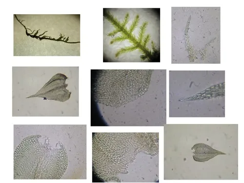 Haplocladium microphyllum