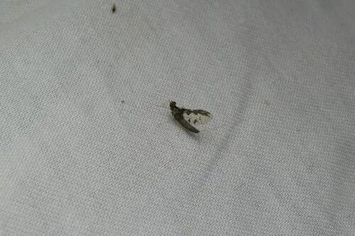 Callibaetis pretiosus