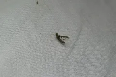 Callibaetis pretiosus thumbnail 1