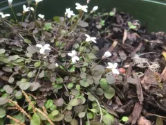 New Zealand bittercress thumbnail 4