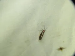 Packard's Lichen Moth thumbnail 1