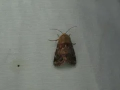 Northern Flower Moth thumbnail 2