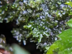 Jagged Germanderwort thumbnail 4