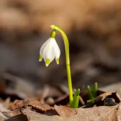 Spring Snowflake thumbnail 2