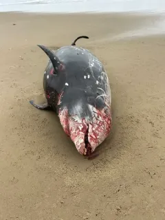 Cuvier's Beaked Whale thumbnail 3