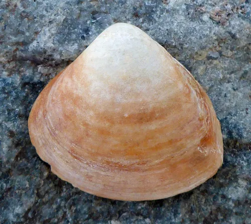 Dwarf Surfclam