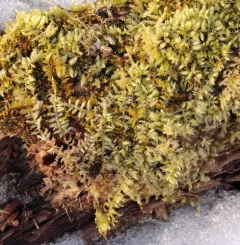 Hair-pointed Feather-moss thumbnail 2