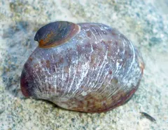 Convex Slippersnail thumbnail 2